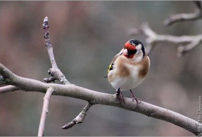 Chardonneret élégant