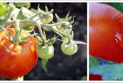 tomates