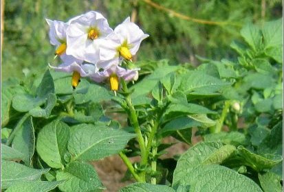 Fleurs de pomme de terre