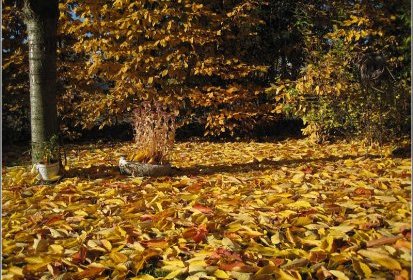 Sous le cerisier...