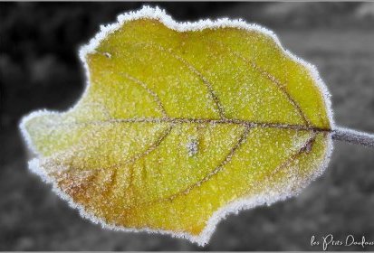 Petit coup de froid !...