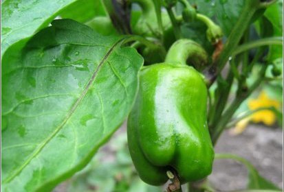 Poivron