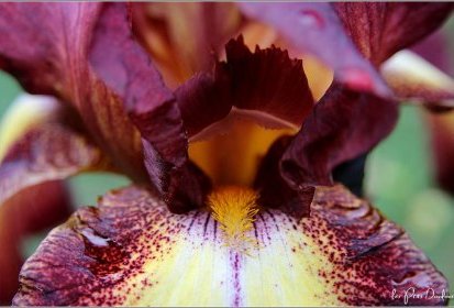 Iris