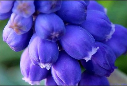 Muscari