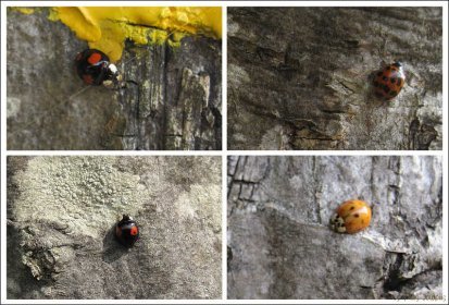 Invasion de coccinelles asiatiques