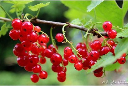 groseilles