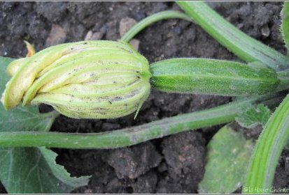 Petite courgette deviendra grande