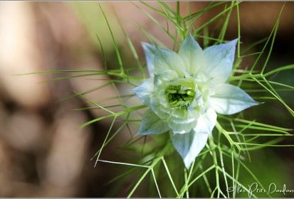 Nigelle de Damas