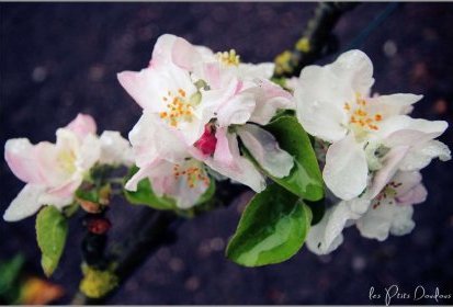 fleurs de pommier