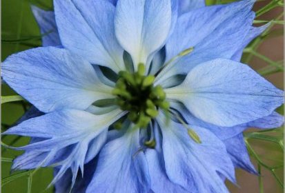 Nigelle de Damas