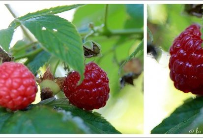 framboises
