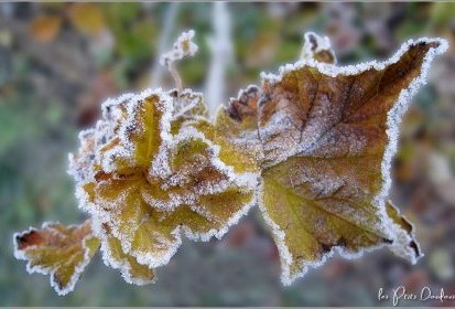 Petit coup de froid !...