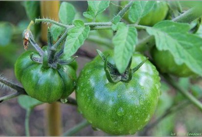 Tomates