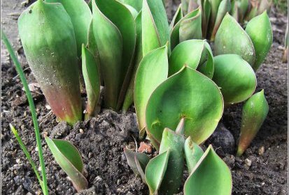 Tulipes