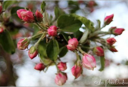 Pommier en fleurs