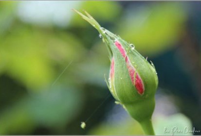 Bouton de rose