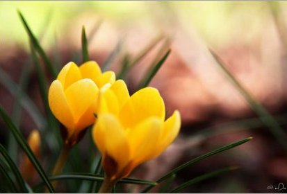 Crocus
