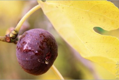 Dernières figues