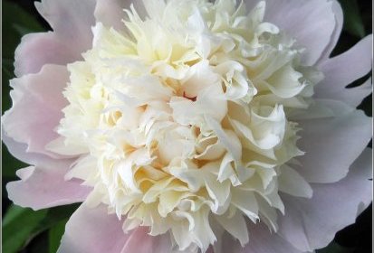 Pivoine