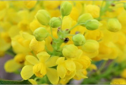 Mahonia