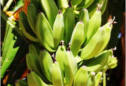 bananes