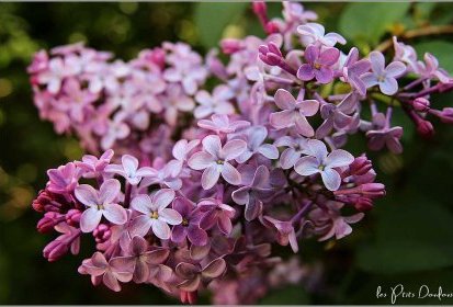 Lilas