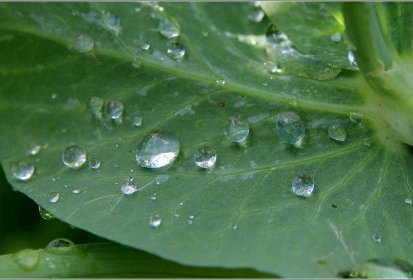 Pluie sur feuille de petits pois