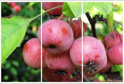 Pommier "Everest"