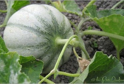Melon