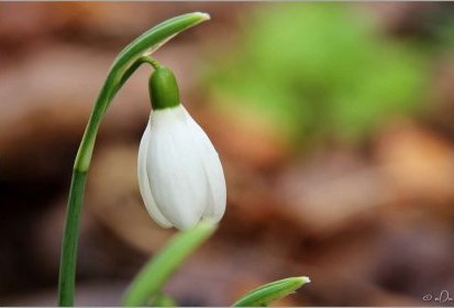 Perce-neige