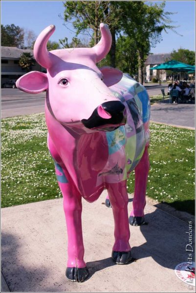 des Vaches made in Normandie {JPEG}